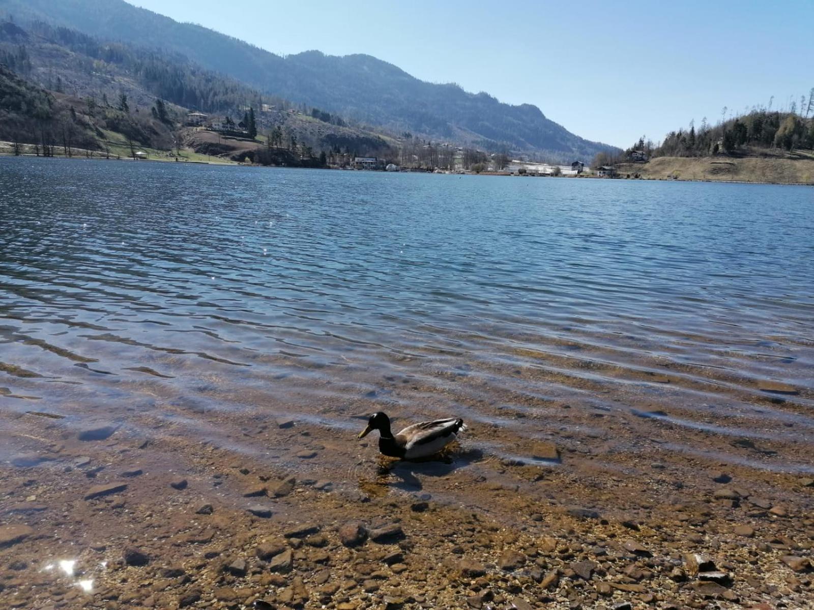 Appartamento Ca' dei Cigni Calceranica al Lago Esterno foto